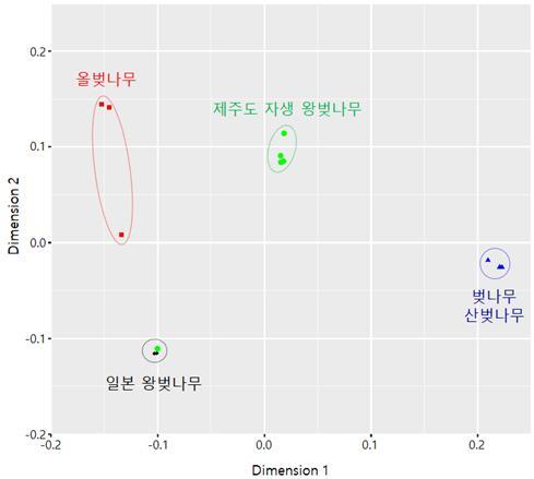 제주 왕벚나무와 일본 왕벚나무, 다른 벚나무 근연종 사이의 유전적 분화 정도를 보여주는 그래프. 백승훈 외 (2018) ‘게놈 바이올로지’ 제공.