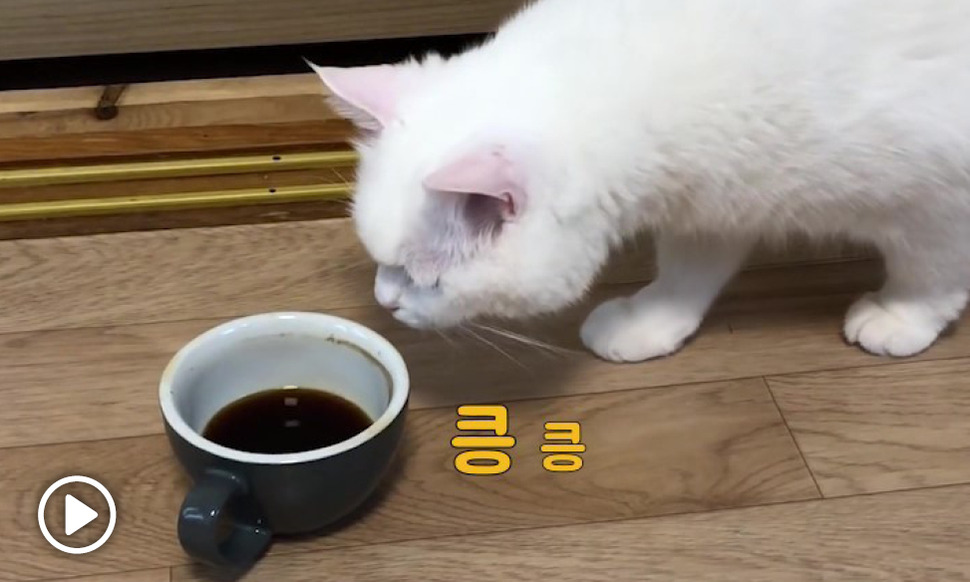[영상] ‘우주대스타’ 고양이가 커피를 대하는 법 