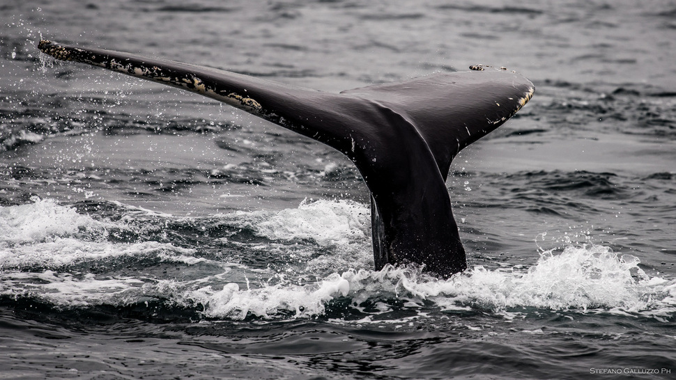 지난 14일 브라질 ‘플로리아노폴리스’라는 도시에서 국제포경위원회(IWC·International whaling Commission) 67차 총회가 끝났다. 플리커 제공