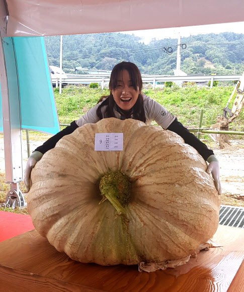 농촌진흥청이 ‘‘제16회 박과채소 챔피언 선발대회‘‘에서 광주에 사는 박종학·박경미 씨가 출품한 무게 265㎏, 둘레 273㎝에 이르는 역대 최고 수준의 거대한 호박이 대상을 차지했다고 20일 전했다. 2018.9.20 농촌진흥청 제공