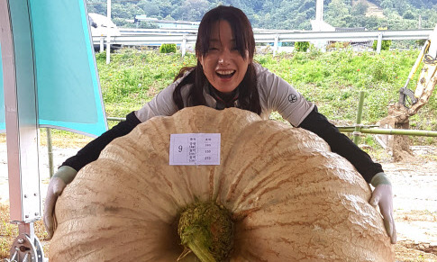 호박 무게가 무려 265㎏…역대 최고 무게 호박 등장