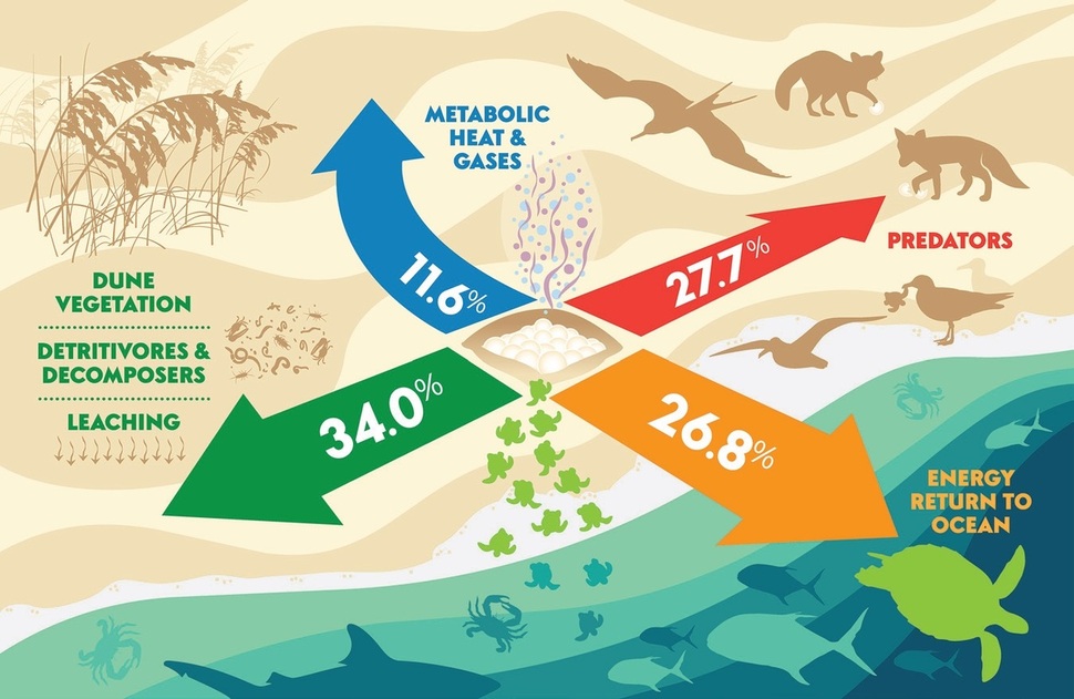바다거북이 산란을 통해 바다의 영양분을 육지로 옮기는 경로. 26.8%만 새끼에 돌아가고 나머지는 식물(34.0%), 육상 포식자(27.7%)로 간다. 11.6%는 자신의 대사로 쓰인다. 로비치 외 (2018) ‘바이오사이언스’ 제공.