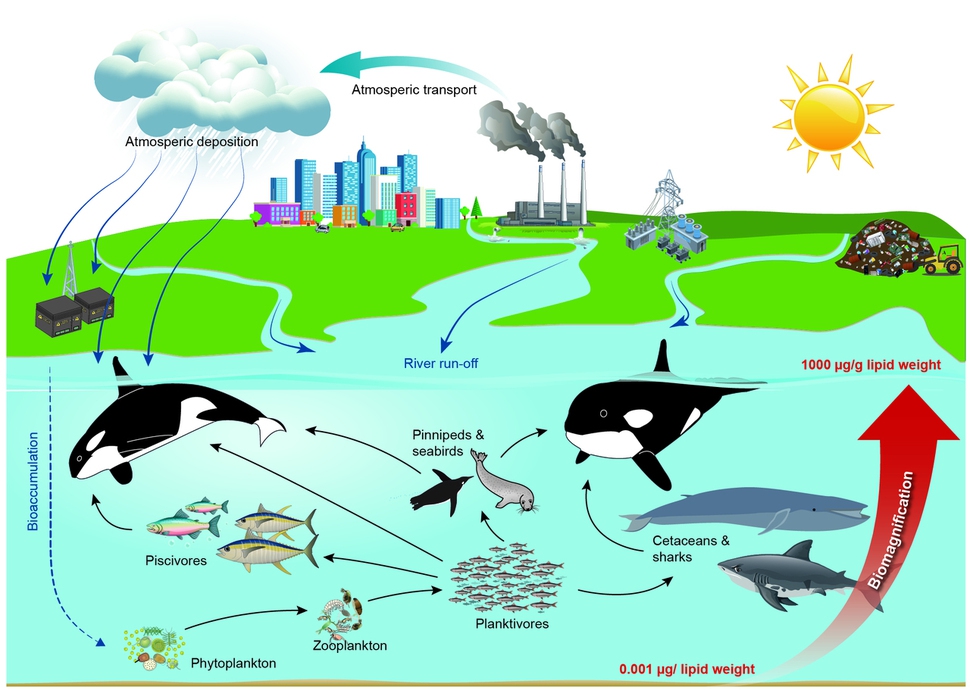 피시비의 생물농축 과정. 폐수를 통해 바다로 흘러든 피시비는 플랑크톤에서 작은 물고기와 큰 물고기, 물개, 고래, 범고래 등 먹이그물을 거치면서 100만배로 농축된다. 오르후스대 제공.