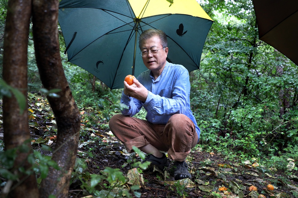 문재인 대통령이 29일 오전 경남 양산시 사저 뒷산에서 산책을 하며 떨어진 감을 보고 있다. 청와대 제공