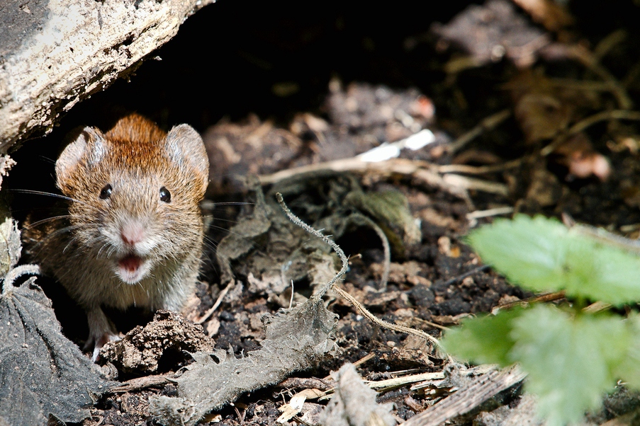 제방들쥐(bank vole). 위키미디어 코먼스