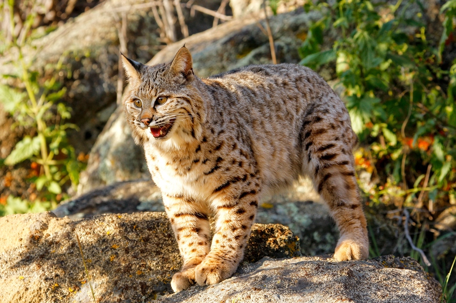 북미산 야생고양이 보브캣(bobcat). 게티이미지뱅크