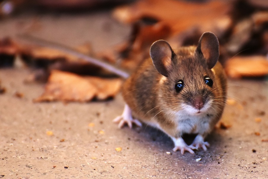 숲쥐(wood mouse). 픽사베이