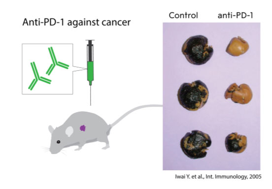 혼조 교수는 면역 브레이크 구실을 하는 PD-1을 차단하는 항체 물질을 만들어 실험용 쥐에 주입했더니 흑색종 치료 효과가 있는 것으로 나타났다고 보고했다. 출처: 노벨위원회 수상업적 설명자료
