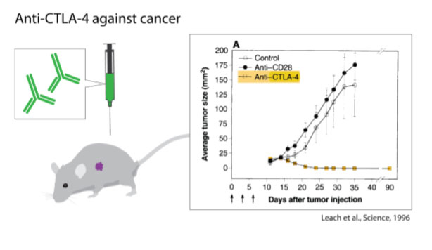 앨리슨 교수는 면역 브레이크 구실을 하는 CTLA-4에 달라붙어 그 기능을 차단하는 항체를 개발해 암질환 모델용 실험쥐에 주입했더니 치료 효과가 나타났다고 보고했다. 출처: 노벨위원회 수상업적 설명자료