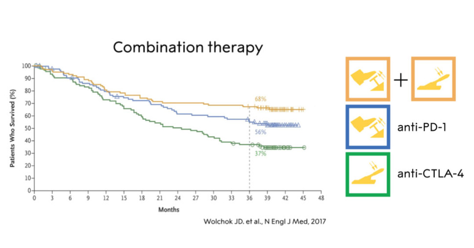 두 항체 요법을 결합했을 때에 치료 효과가 더 좋은 것으로 나타났다. 출처: 노벨위원회 수상업적 설명자료