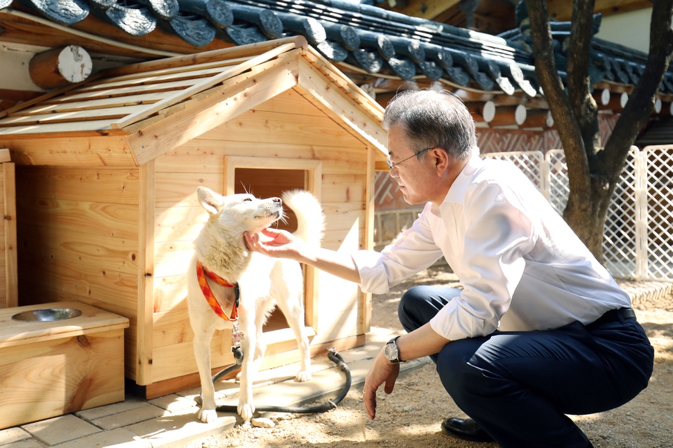 문재인 대통령이 2일 청와대 관저에서 김정은 위원장이 선물한 풍산개 곰이를 만나고 있다. 청와대 제공