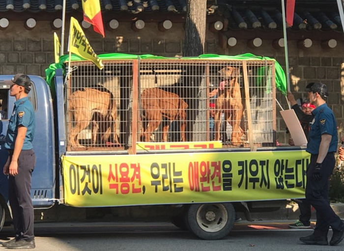 개 식용업자들은 도사견을 ‘먹어도 되는 개’로 취급한다.