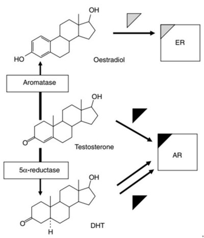 5알파-환원효소는 테스토스테론을 디하이드로테스토스테론(DHT)으로 변화시킨다. DHT는 테스토스테론에 비해 남성호르몬 수용체(AR)에 더 높은(화살표 2개로 표현) 친화력을 지닌다. 한편 방향화효소는 테스토스테론을 에스트라디올로 변화시킨다. 에스트라디올은 여성호르몬 수용체(ER)에 결합한다. 영국약리학회지 제공