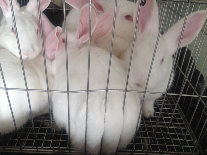 화장품 실험에 토끼가 많이 이용된다. 게티이미지뱅크 제공