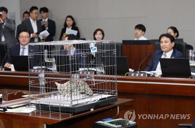 정부세종청사에서 10일 열린 국회 정무위 국정감사. 김진태 자유한국당 의원은 이날 지난 9월 대전동물원 탈출 뒤 사살된 퓨마와 닮았다며 벵골고양이를 가져와 정부의 과잉대응을 지적했다. 하지만 동물단체들은 그가 고양이를 학대하고 있다고 비판했다.