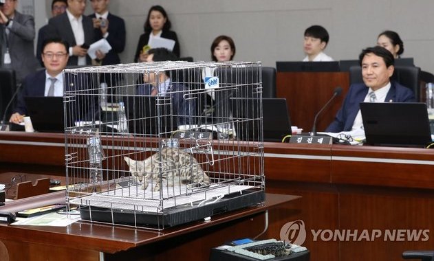 [사설] 퓨마 닮았다며 고양이 들고 나온 국정감사