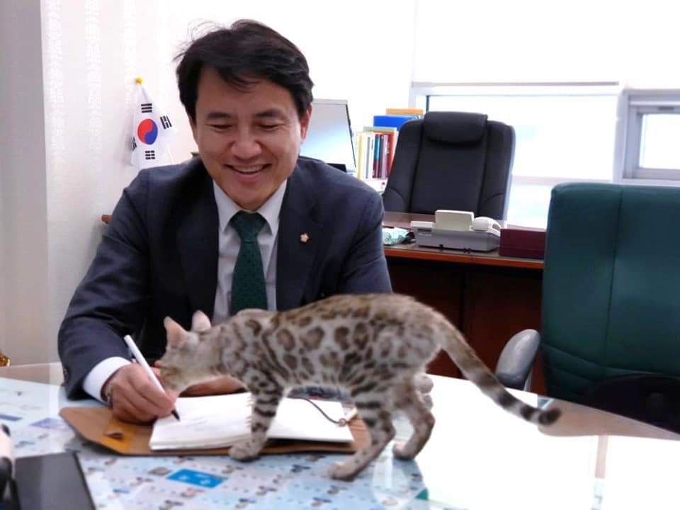 국정감사장에 벵골 고양이를 데려왔다가 '동물 학대' 등 역풍을 맞은 김진태 자유한국당 의원이 지난 11일 자신의 페이스북에 "이 아이는 밥도 잘 먹고 잘 지내고 있으니 걱정마셔요"라며 올린 사진. 김 의원 페이스북