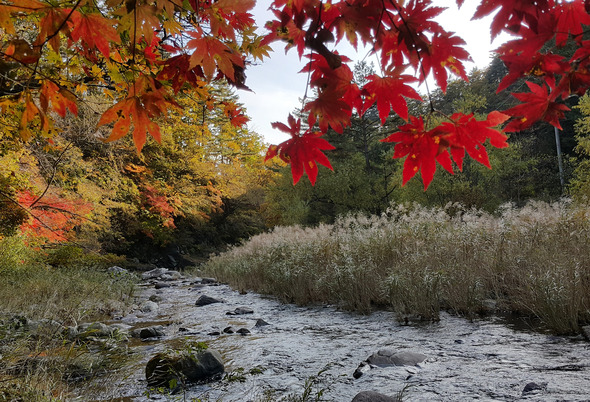 14일 강원 삼척시 하장면 중봉계곡이 단풍으로 붉게 타오르고 있다. 삼척/연합뉴스 14일 강원 삼척시 하장면 중봉계곡이 단풍으로 붉게 타오르고 있다. 삼척/연합뉴스