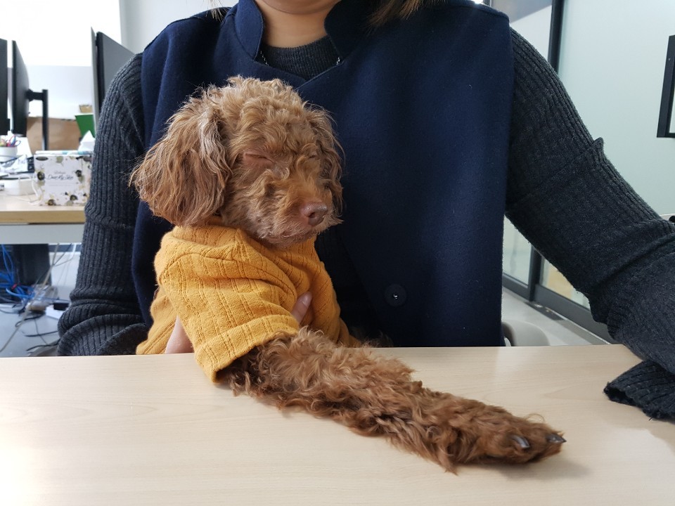 12일 용산 원효전자상가의 사무실에서 보리가 인터뷰 중인 반려인 이효원 대표의 무릎 위에서 잠든 모습.