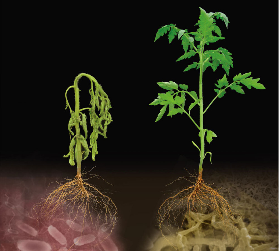 풋마름병에 강한 토마토 품종(왼쪽)과 이 병에 쉽게 걸리는 토마토 품종의 뿌리에 사는 미생물 종들이 서로 다름을 보여주는 그림. 식물 뿌리 근처에는 무수히 많은 미생물이 산다. 그중에는 식물에 병을 일으키는 미생물도 있지만 병을 이겨내도록 도움을 주는 미생물도 있다. 실제로 풋마름병에 저항성을 지닌 토마토 품종의 뿌리에 사는 특정 박테리아 종이 식물에 이 병의 저항성을 높여주는 데 기여한다는 것이 최근 국내 연구진에 의해 밝혀졌다. 서울여대 김이린 제공