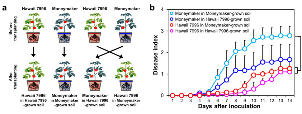 풋마름병을 잘 견디는 품종(하와이 7996)과 이 병에 잘 감염되는 품종(머니메이커)이 자란 토양을 서로 바꿔 심었을 때 하와이 7996 품종의 토양에서 풋마름병 발병이 억제되는 것으로 나타났다. 오른쪽 그래프는 각 경우에 나타난 질병 발생 지수를 보여준다. 김지현, 이선우 연구진 제공