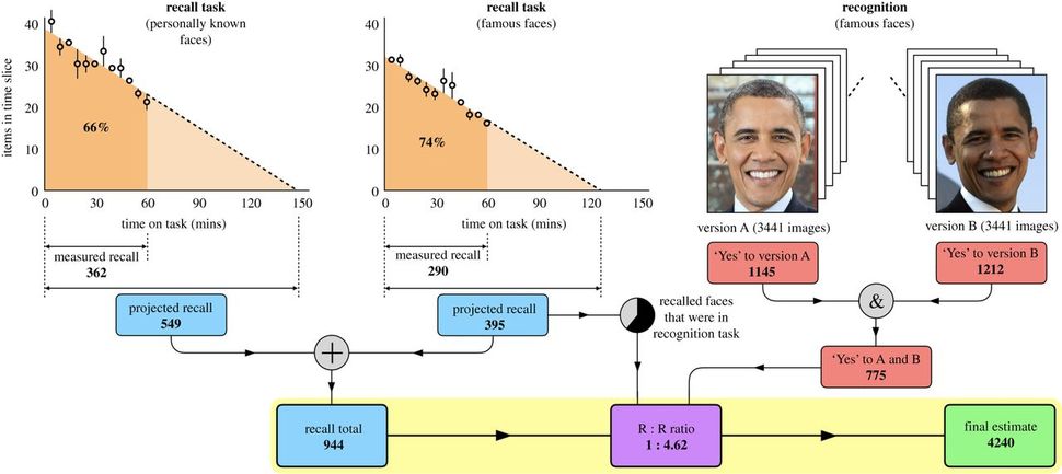 실험은 기억하고 있는 얼굴과 알아볼 수 있는 얼굴을 확인하는 두 단계로 진행했다. 왕립학회보 논문에서 인용