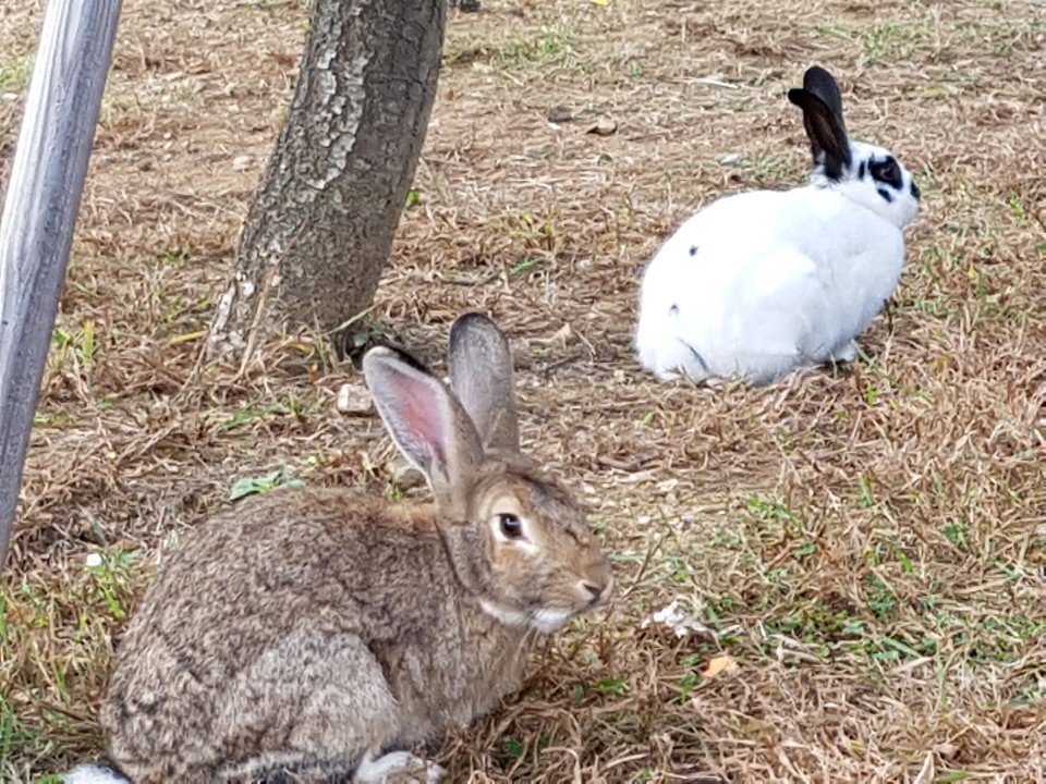 몽마르뜨공원 토끼.