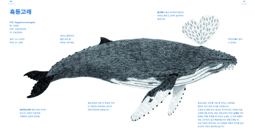 이탈리아 작가 안드레아 안티노리가 연필로 그린 고래 그림을 모은 ‘고래책’. 도서출판 단추 제공