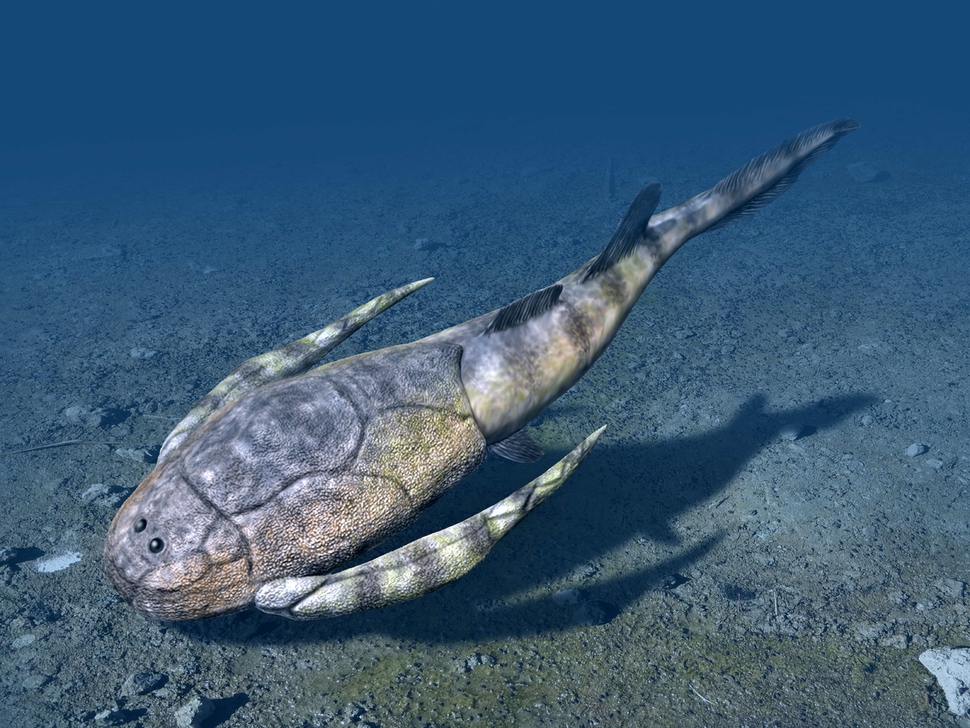 Bothriolepis, one of the first fish to live on the coast. I lived at the bottom of the sea with raw fish with chin wrapped in solid armor. It's a green imagination based on fossils. Proposed by Nobumichi Tamura.
