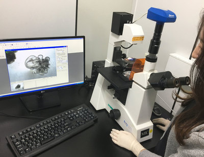 연구자가 배양접시 안에 든 소장 오가노이드를 현미경으로 관찰하고 있다.  대전/ 오철우 기자