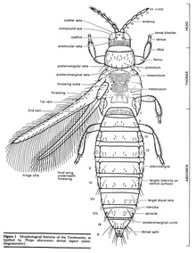 일부 날벌레들도 강모로 이뤄진 날개 구조를 갖추고 있다. 민들레 갓털 같은 강모 구조는 자연의 비행법에 생각보다 많은 것으로 보인다고 에딘버러대학 연구진은 말했다. 그림은 삽주벌레(Thrips). 위키미디어 코먼스