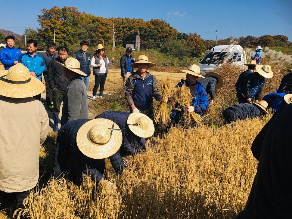 농민 등이 31일 충북 괴산 백마권역에서 손으로 벼를 베고 있다. 이들 벼를 말리고 포장한 뒤 판매한 수익금으로 트랙터를 사 북녘 농민에게 선물할 참이다.전농 충북도연맹 제공