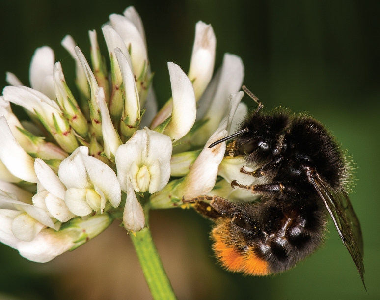 농작물의 주요 수분매개동물인 빨간꼬리 호박벌(Bombus lapidarie). 보고서에서 인용