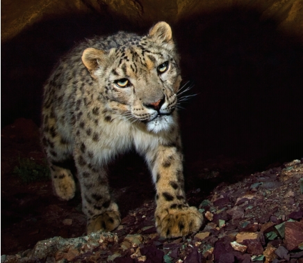 멸종 위기에 처한 눈표범(Panthera uncia). 인도 자무, 카슈미르주 동부 라다크에 있는 국립공원에서 촬영했다. 보고서에서 인용