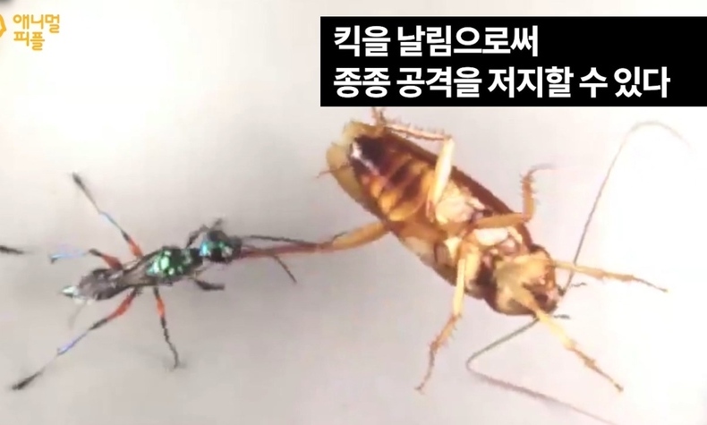 [영상] 생사를 건 바퀴벌레의 ‘하이킥’