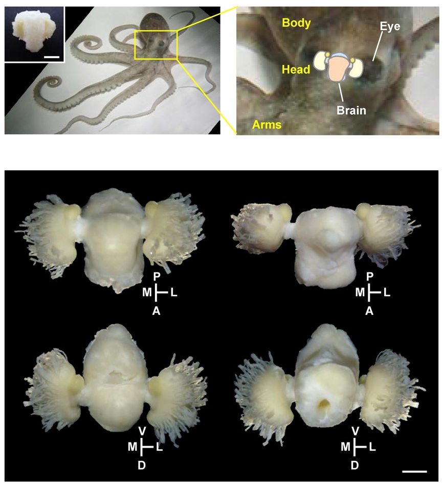 낙지 뇌의 위치(위)와 형태. 날개처럼 보이는 부위의 가장자리는 시신경이다. 정승현 외 (2018) ‘실험 신경생물학’ 제공.