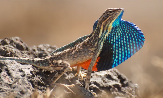 The native lizard, the main food of the raptors of the Segoth region. Has a colorful decoration on the chin. Maria Taeker and her collaborators (2018) provided "The Ecology of Nature and its Evolution".