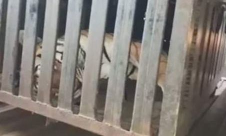 “불가피” “범죄” 인도 ‘식인 호랑이’ 사살 작전 논란