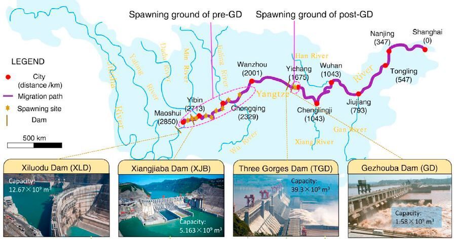 거저우바 댐(오른쪽 끝)을 시작으로 양츠강에 들어선 대형 댐. 철갑상어 산란지(점선 부분)의 94%가 줄었다. 전리 황 외 (2018) ‘커런트 바이올로지’ 제공.