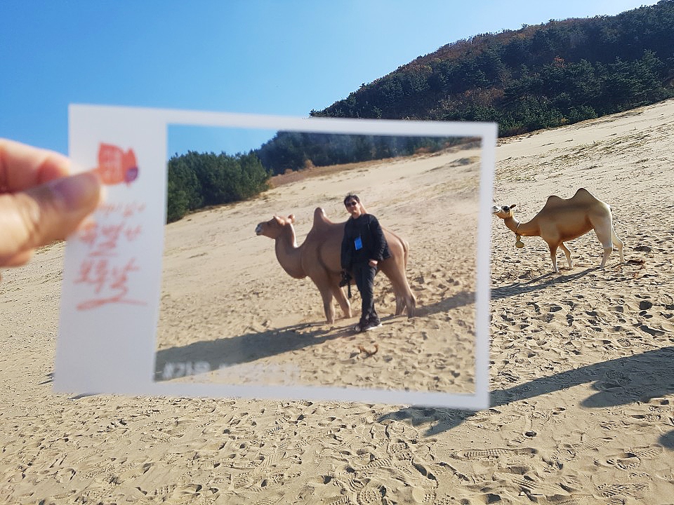 대청도에서 만날 수 있는 옥죽동 모래사막.