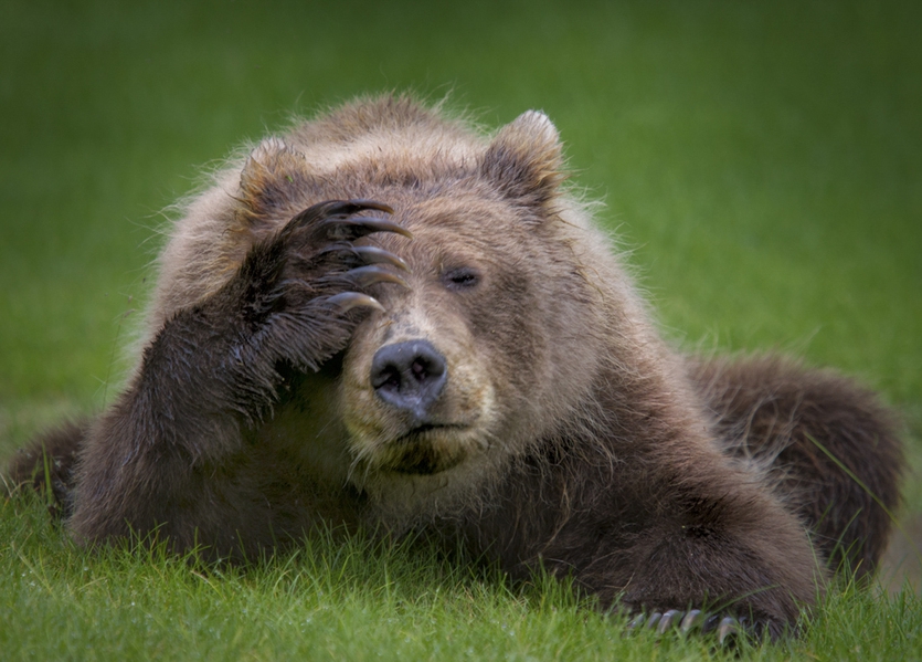 아이고 두통이야! 다니엘 디에르모의 Coastal Brown Bear Cub with headache.