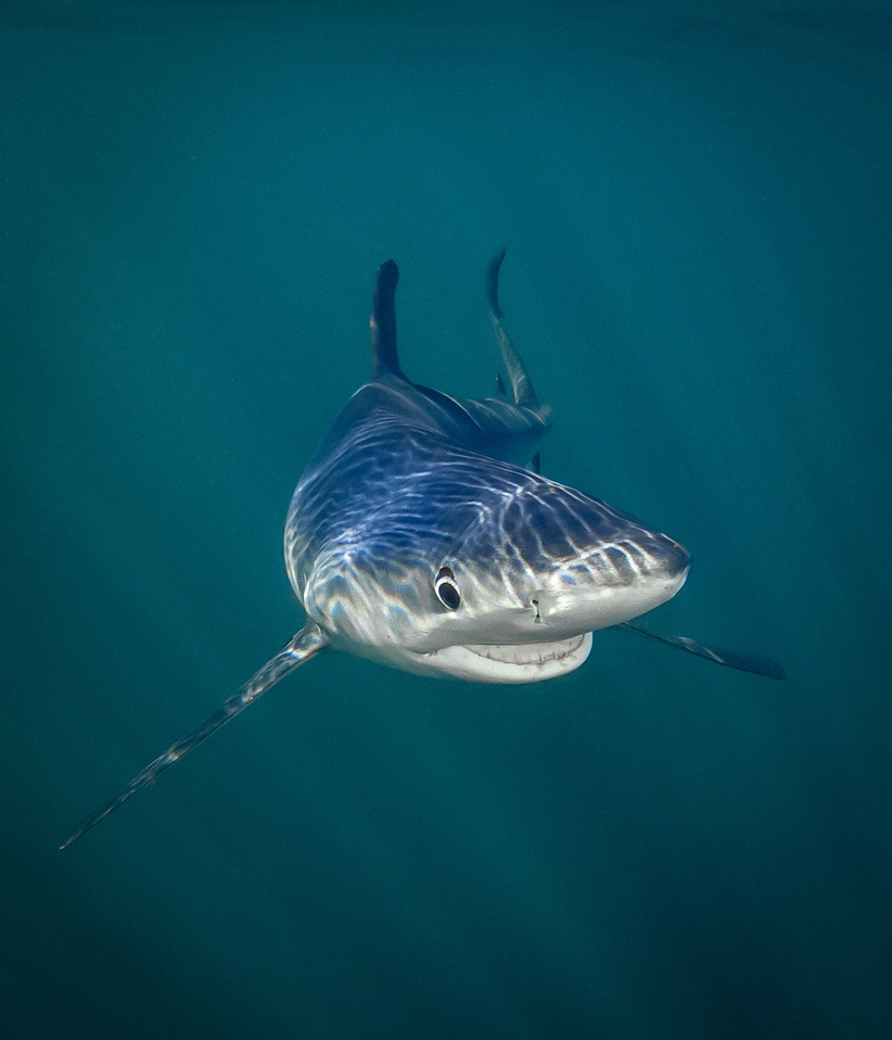 이렇게 웃어봐! 바다 동물 부분 최우수상에 뽑힌 타냐 후페르만스의 작품. 제목 Smiling Blue Shark.