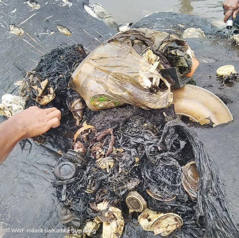 향고래 뱃속에서 나온 다양한 종류의 플라스틱 폐기물. 세계자연기금(WWF) 인도네시아 지부 트위터 갈무리.