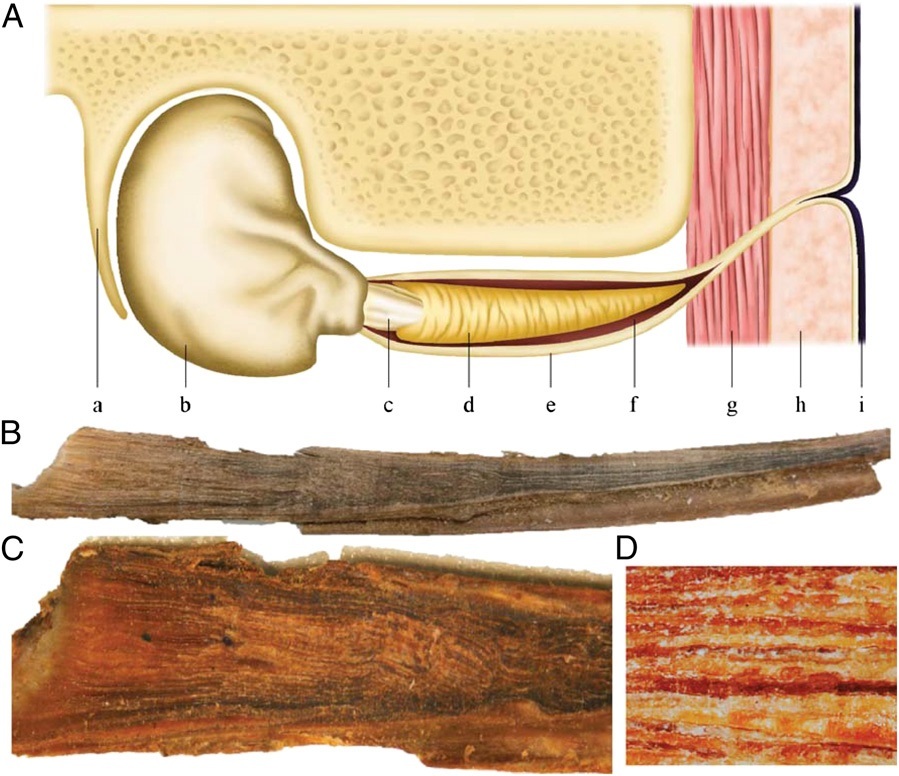 대왕고래 귀지의 위치와 모습. (A) 외이도에 있는 귀지(d) (B) 25.4㎝에 이르는 대왕고래 귀지의 모습 (C) 길이 방향의 단면 (D) 귀지를 확대한 모습. 나이테처럼 켜가 보인다. 트럼블 외 (2013) PNAS 제공.