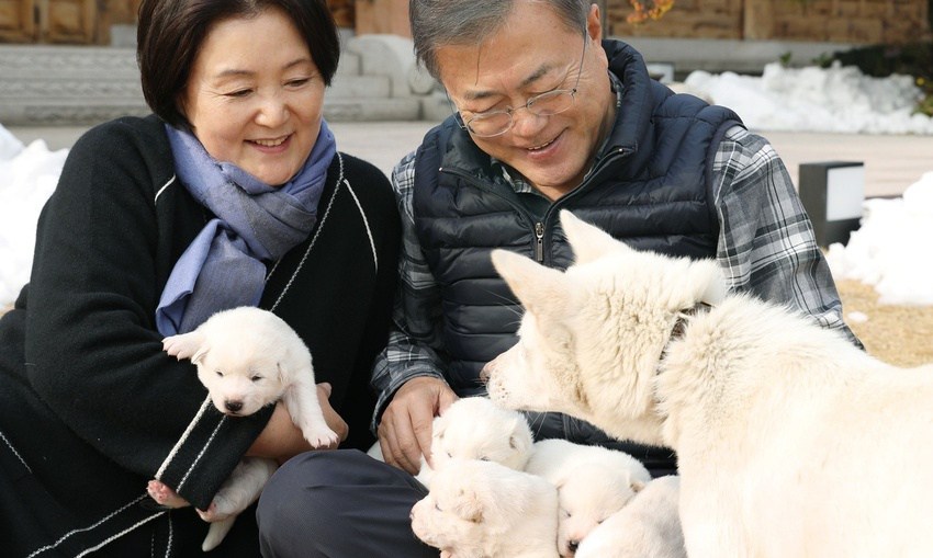 [포토] 풍산개 ‘곰이’ 새끼들 살펴보는 문 대통령 부부