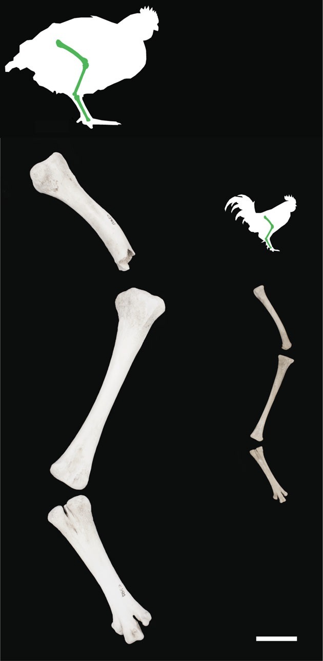 5주 된 육계의 다리뼈(왼쪽)와 6주 된 야생 닭 품종인 적색야계 다리뼈의 비교. 런던자연사박물관, 베넷(2018) ‘왕립학회 공개과학’ 제공.