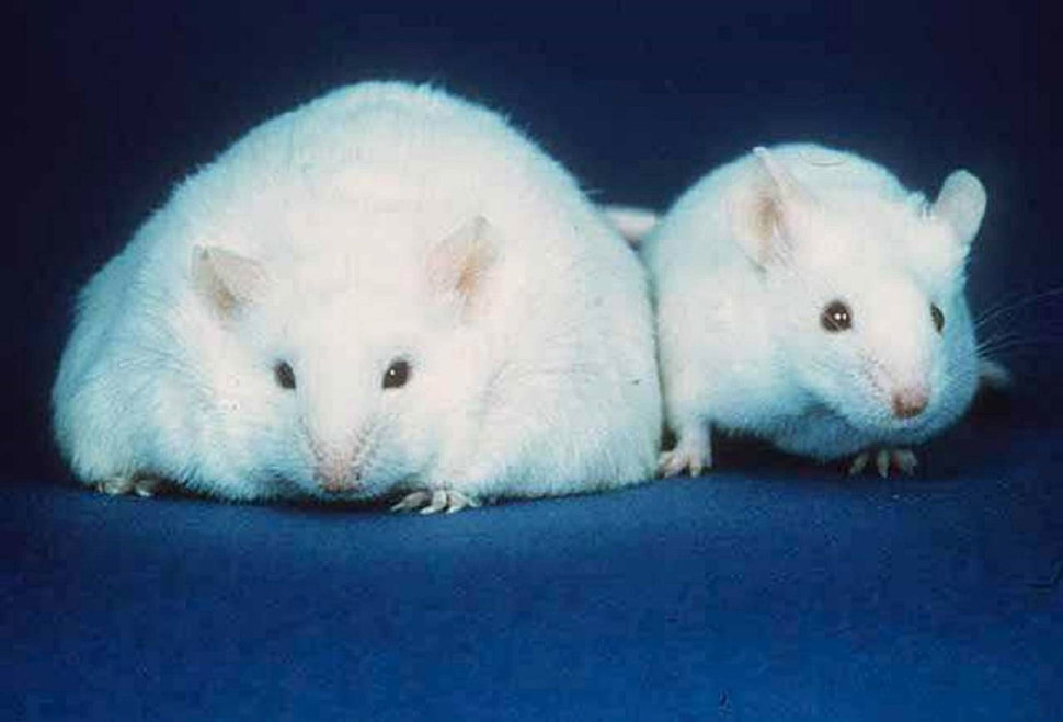 장내 미생물이 비만의 주원인 가운데 하나로 지목된다. 학계에 널리 알려진 한 실험에서는, 비만 상태 쌍둥이의 대변을 대장에 이식한 쥐는 비만이 된 반면 정상 체중 쌍둥이의 대변을 받은 쥐는 그렇지 않은 것으로 나타났다. 비만 상태가 장내 미생물을 통해 쥐에게 전달됨을 보여준 실험이다. 사진은 실험동물인 비만 모델 생쥐(왼쪽)와 정상 생쥐의 모습. 위키미디어 코먼스 제공
