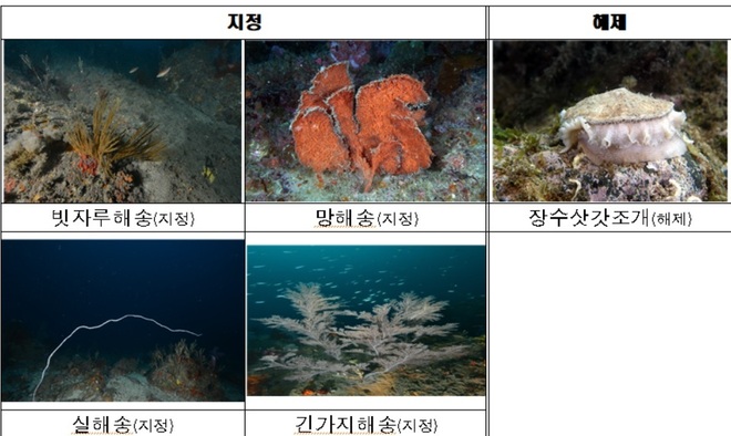 신규 보호대상해양생물로 지정된 해송류 4종과 해제된 1종. 해양수산부 제공