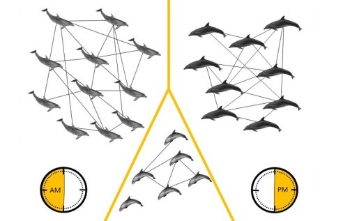 결속력이 강한 두 무리와 느슨한 무리 하나로 구성된 큰돌고래 집단. 무리마다 먹이터 이용 시간대가 다르다. 게노브 외 (2018)