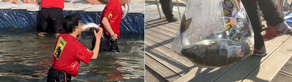 이번 행사에 총 180톤에 이르는 산천어가 투입될 예정이다. 산천어는 살아있는 채로 얼음 아래 갇혀 있다가 사람의 손에 잡히고, 2만 개 구멍으로 드리워지는 낚시 바늘에 걸려 죽음에 이른다. 동물을위한행동 제공